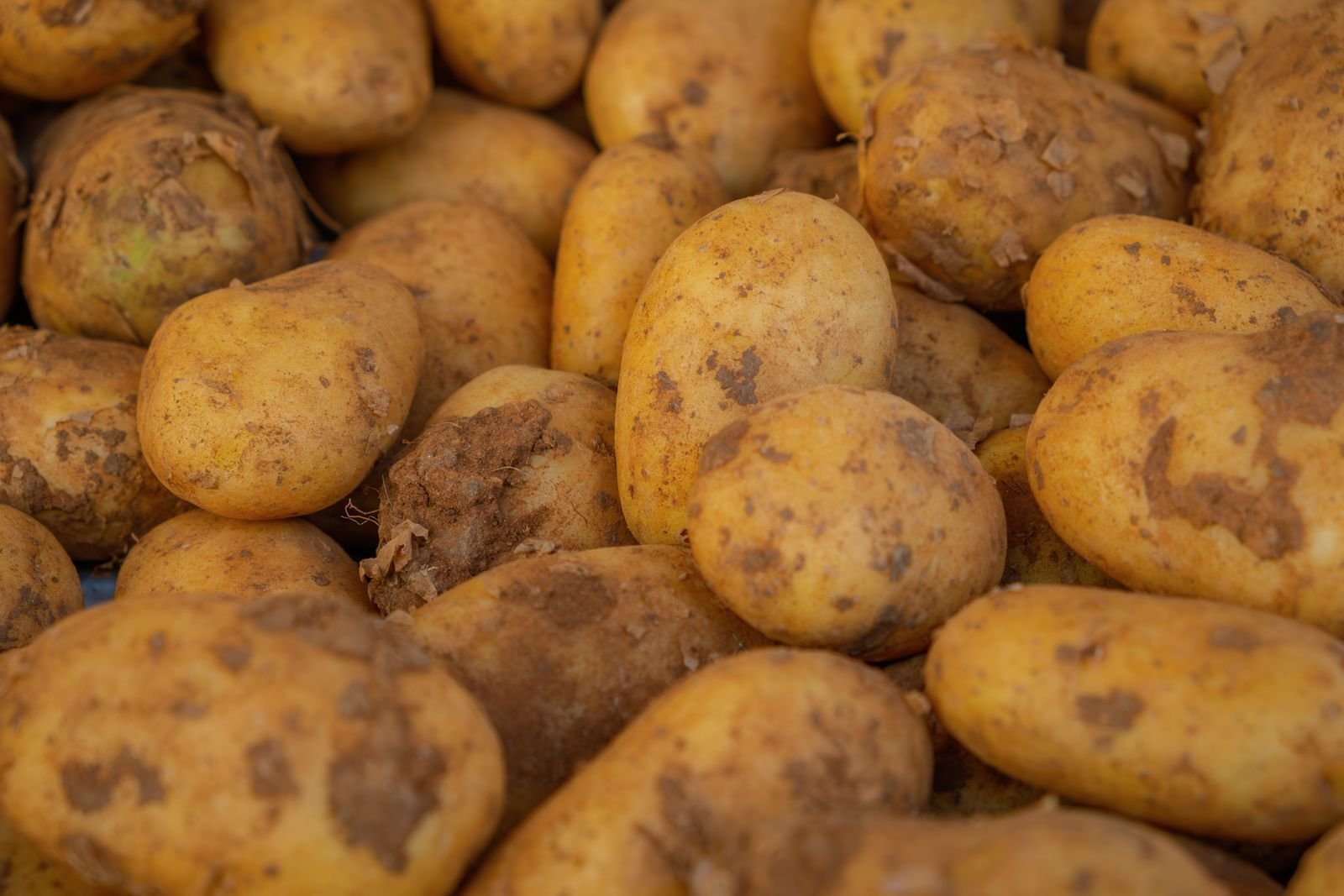 Patatas recién cosechadas